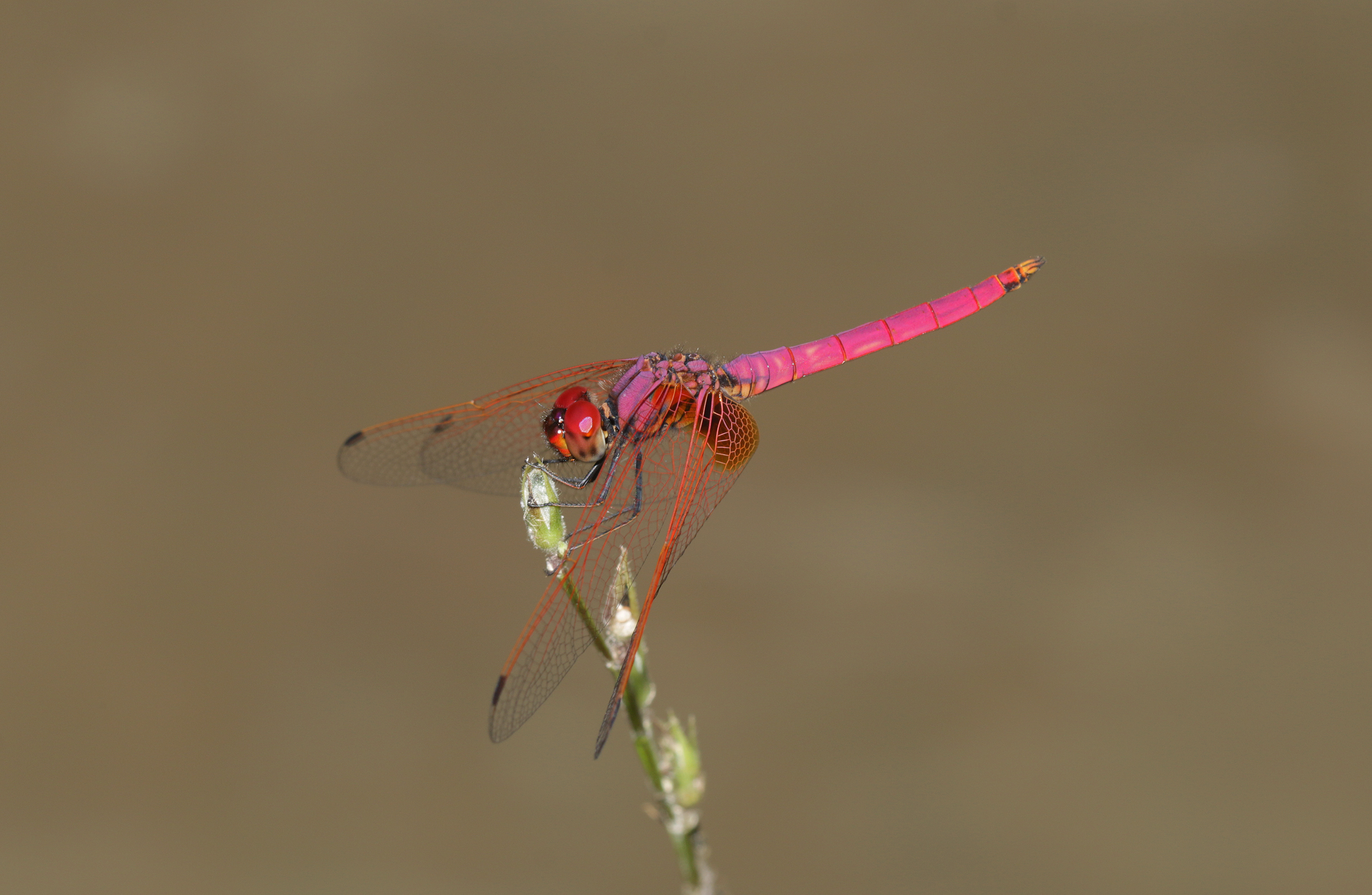 Malay dragonfly in The Malady
