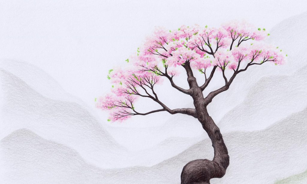 41 Anime Cherry Blossom Wallpaper  WallpaperSafari